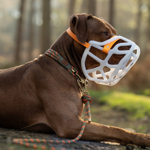 Size Harry 2.0 Dog Muzzle - Made to order muzzle with colour customisation