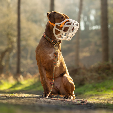 Size Harry 2.0 Dog Muzzle - Made to order muzzle with colour customisation