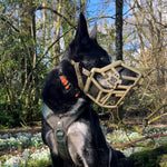 Dog wearing a muzzle in a forest with trees and flowers in the background