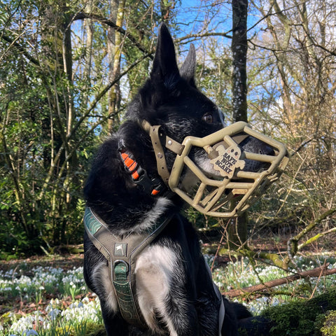 Dog wearing a muzzle in a forest with trees and flowers in the background