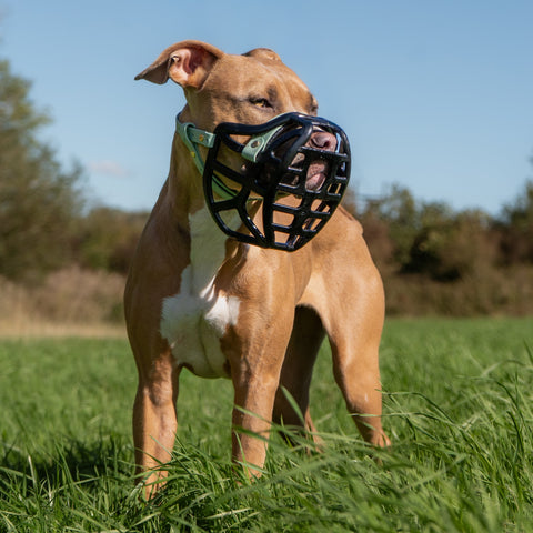 Size Pippa Dog Muzzle Pre Order - Made to order muzzle with colour customisation - SHIPPING DUE TO START FROM THE 8TH DECEMBER 2025