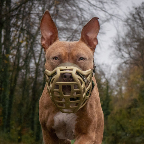Size Pippa Dog Muzzle - Made to order muzzle with colour customisation
