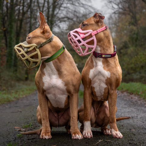 Size Pippa Dog Muzzle - Made to order muzzle with colour customisation