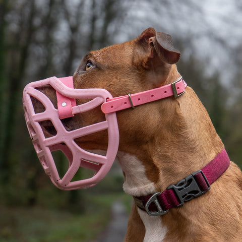 Size Pippa Dog Muzzle - Made to order muzzle with colour customisation