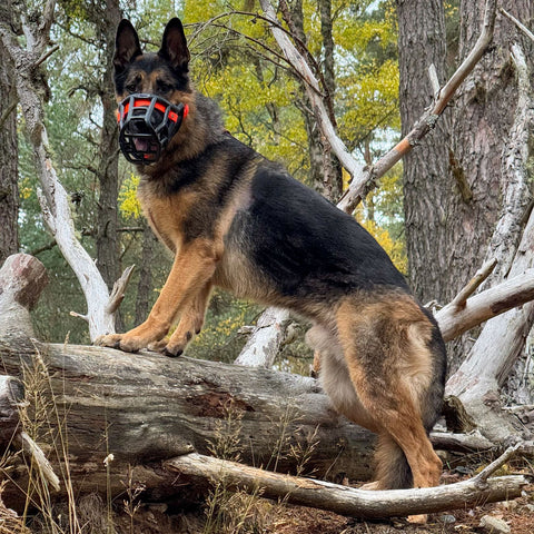 Sunny Black Muzzle – Limited Edition Recycled - Ready to Ship