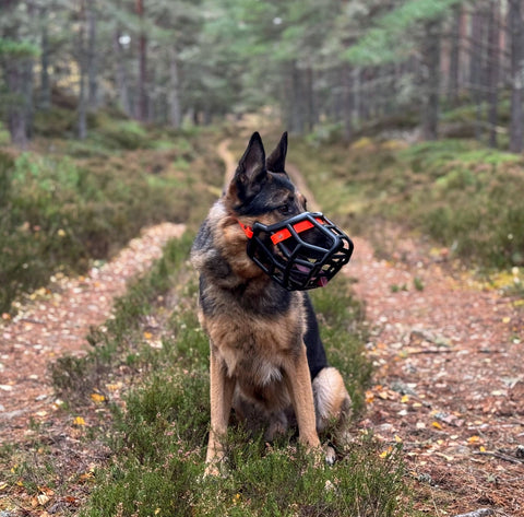 Sunny Black Muzzle – Limited Edition Recycled - Ready to Ship