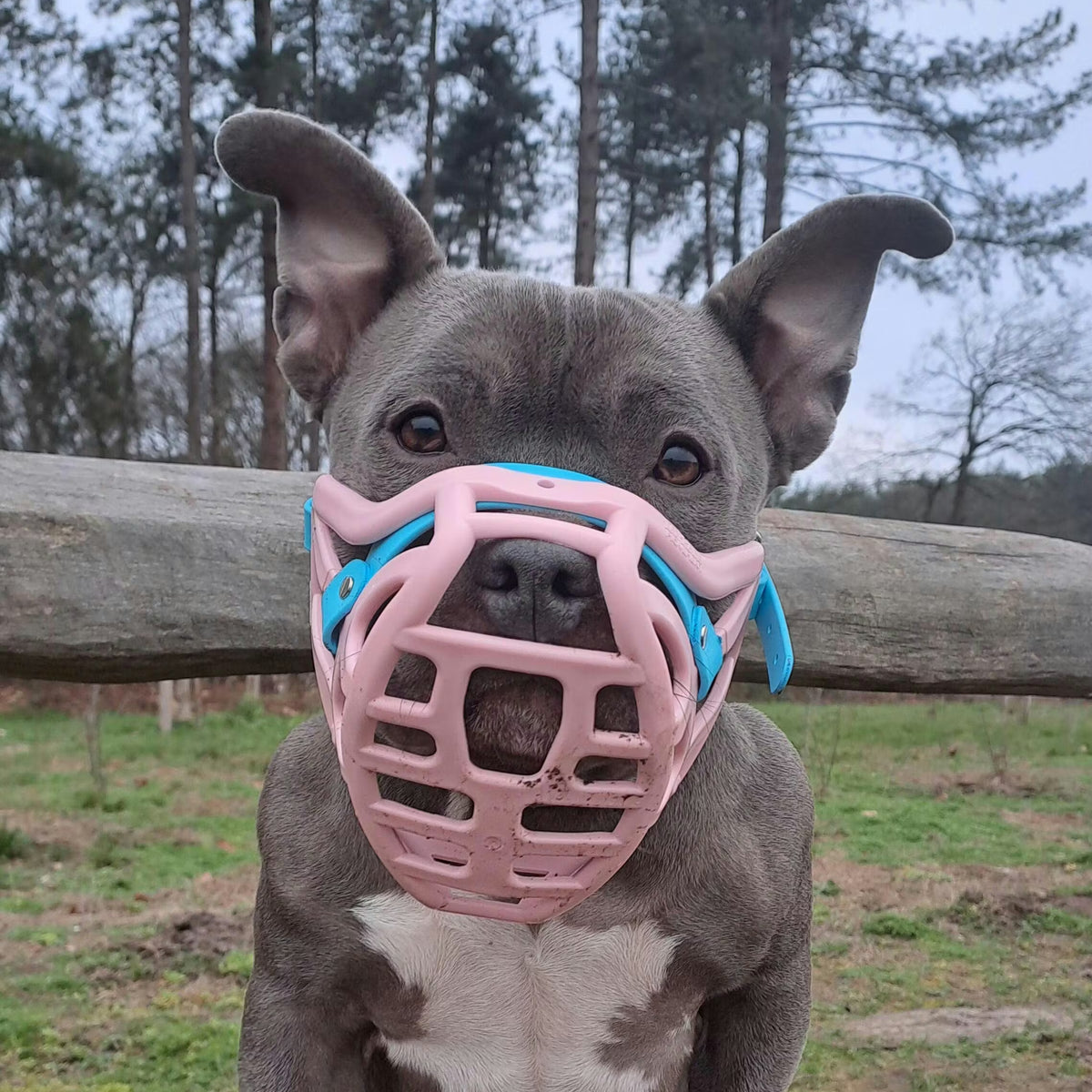 Pippa Muzzle Collar and Lead set