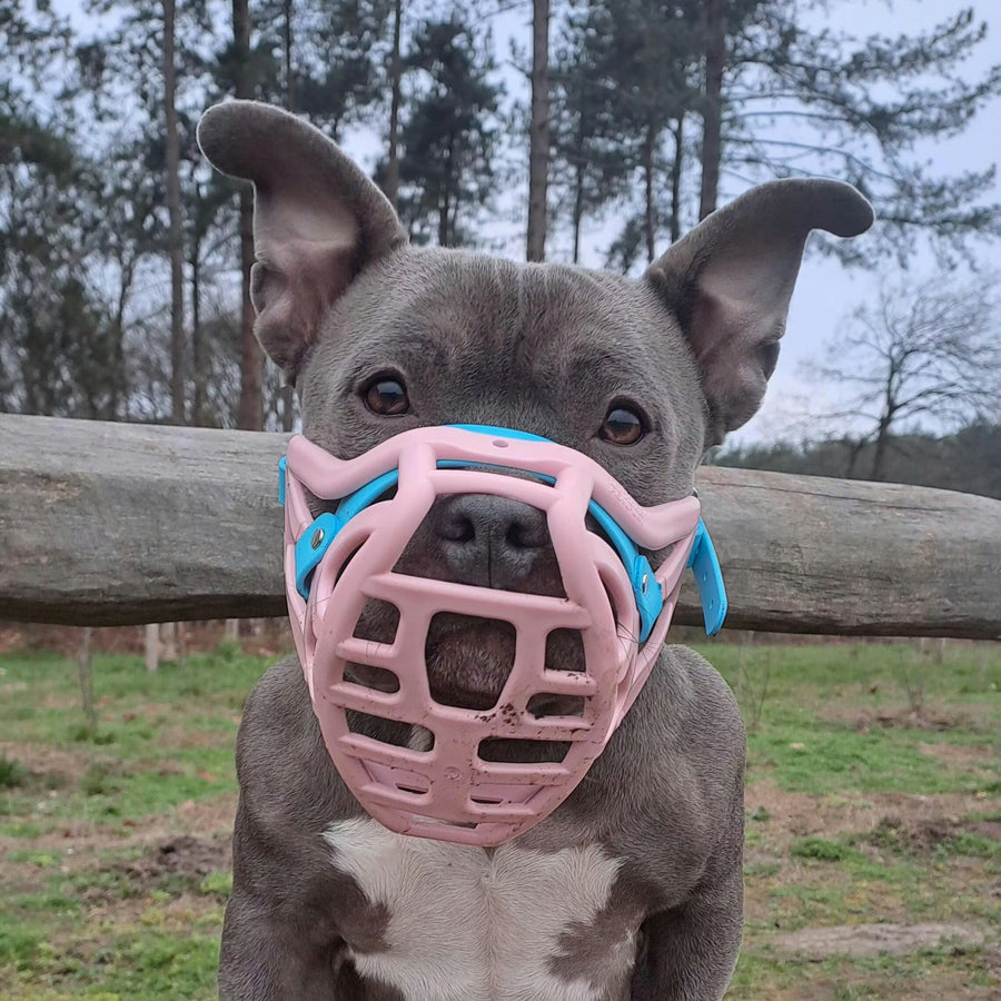 Pippa Muzzle Collar and Lead set