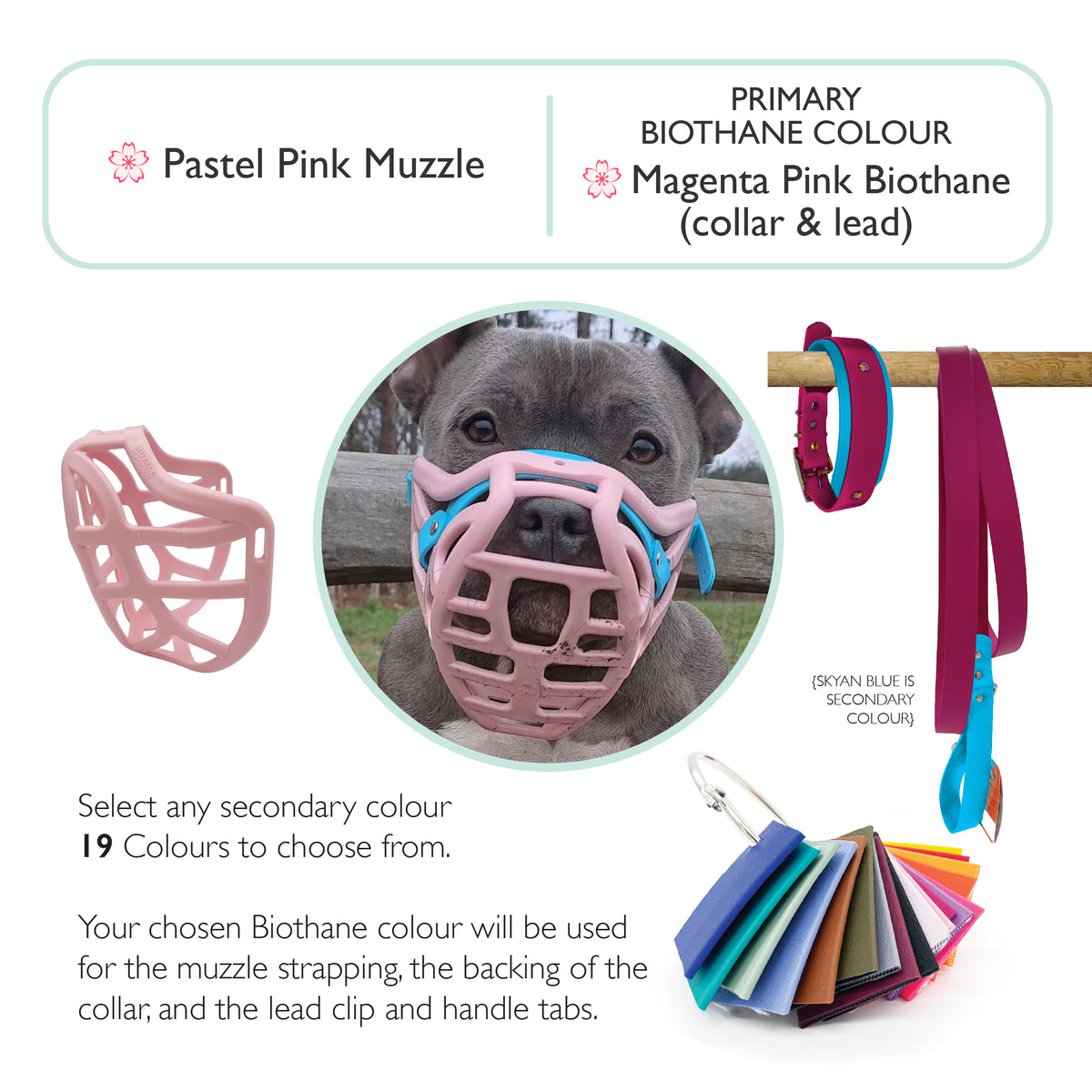 Pippa Muzzle Collar and Lead set