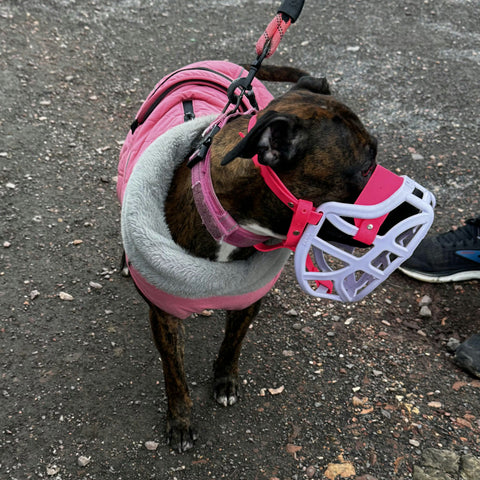 Size Pippa Dog Muzzle - Made to order muzzle with colour customisation