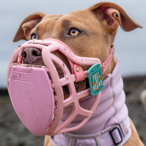 Size Pippa Dog Muzzle - Made to order muzzle with colour customisation