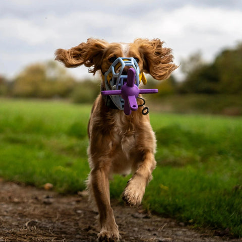 Dog running with a toy in its Muzzle Movement Muzzle