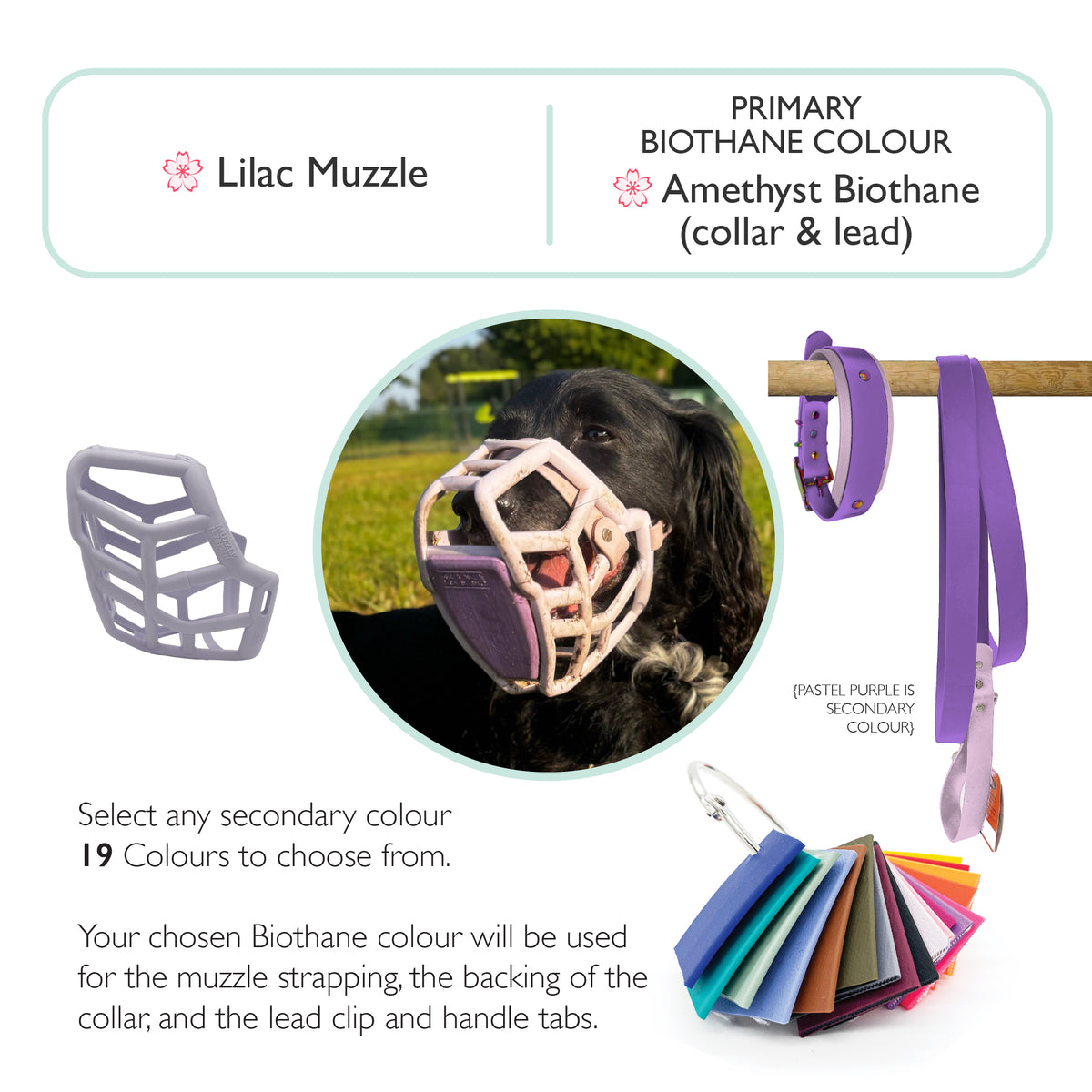 Rex* Dog Muzzle, Collar and Lead set