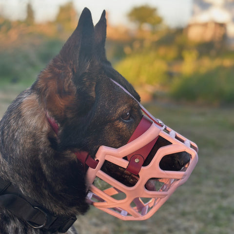 Size Taz Dog Muzzle - Made to order muzzle with colour customisation