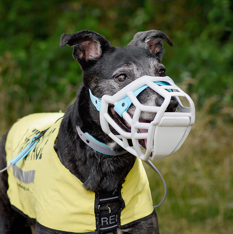 Size Tolly Dog Muzzle - Made to order muzzle with colour customisation