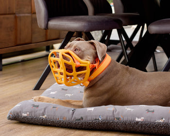 Dog with an orange muzzle sitting on a cushion in a dining room.