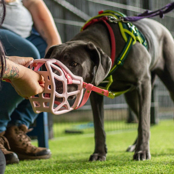 Dog wearing a colorful harness and pink muzzle on grass with people in the background