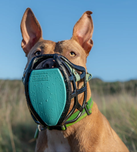 Size Pippa Dog Muzzle Pre Order - Made to order muzzle with colour customisation - SHIPPING DUE TO START FROM THE 8TH DECEMBER 2025