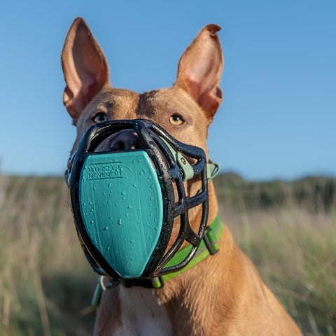 The Muzzle Movement Size Pippa Dog Muzzle for Trade Pre Order - SHIPPING DUE TO START FROM THE 8TH DECEMBER 2025