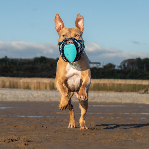 Size Pippa Dog Muzzle Pre Order - Made to order muzzle with colour customisation - SHIPPING DUE TO START FROM THE 8TH DECEMBER 2025