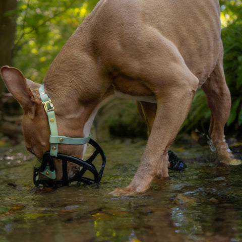 Size Pippa Dog Muzzle Pre Order - Made to order muzzle with colour customisation - SHIPPING DUE TO START FROM THE 8TH DECEMBER 2025
