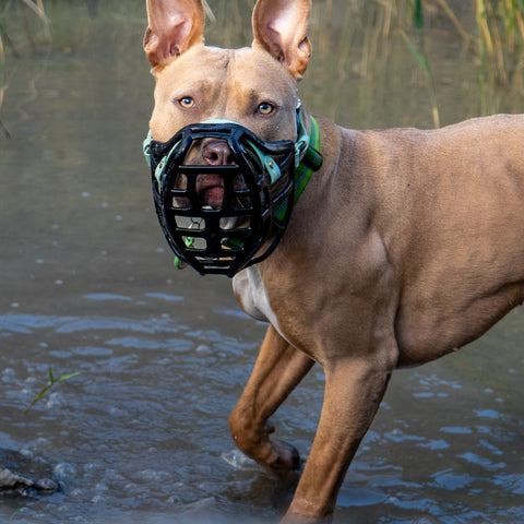 Size Pippa Dog Muzzle Pre Order - Made to order muzzle with colour customisation - SHIPPING DUE TO START FROM THE 8TH DECEMBER 2025