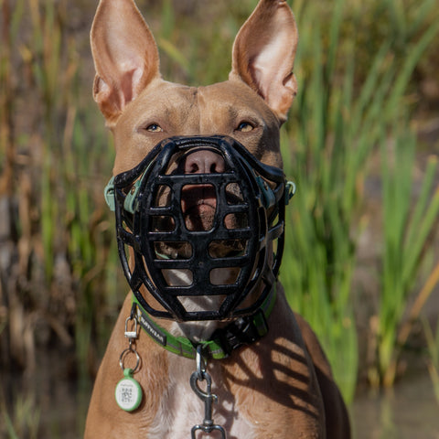 Size Pippa Dog Muzzle Pre Order - Made to order muzzle with colour customisation - SHIPPING DUE TO START FROM THE 8TH DECEMBER 2025