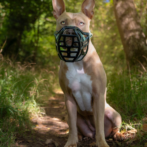 Size Pippa Dog Muzzle Pre Order - Made to order muzzle with colour customisation - SHIPPING DUE TO START FROM THE 8TH DECEMBER 2025