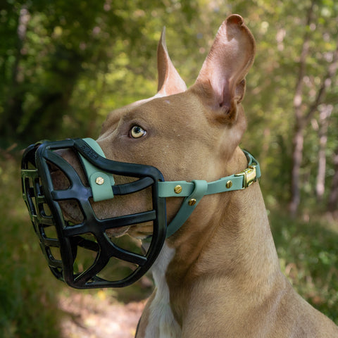 Size Pippa Dog Muzzle Pre Order - Made to order muzzle with colour customisation - SHIPPING DUE TO START FROM THE 8TH DECEMBER 2025