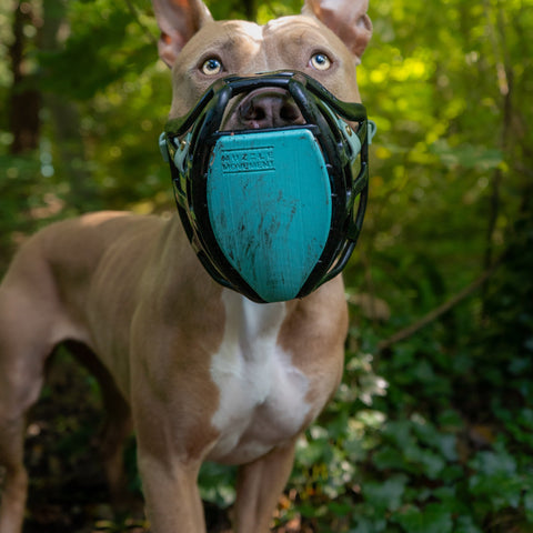Size Pippa Dog Muzzle Pre Order - Made to order muzzle with colour customisation - SHIPPING DUE TO START FROM THE 8TH DECEMBER 2025