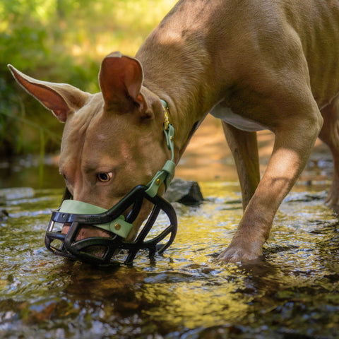 The Muzzle Movement Size Pippa Dog Muzzle for Trade Pre Order - SHIPPING DUE TO START FROM THE 8TH DECEMBER 2025