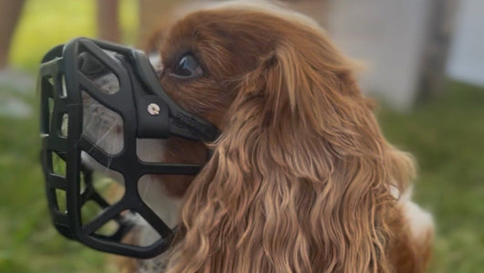 Dog wearing a Mia size dog muzzle 