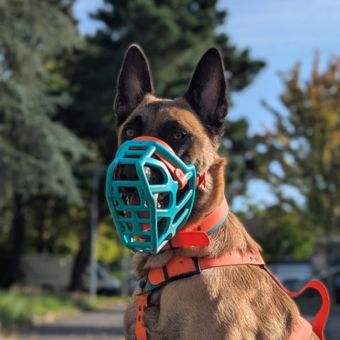 Size Taz Dog Muzzle - Made to order muzzle with colour customisation