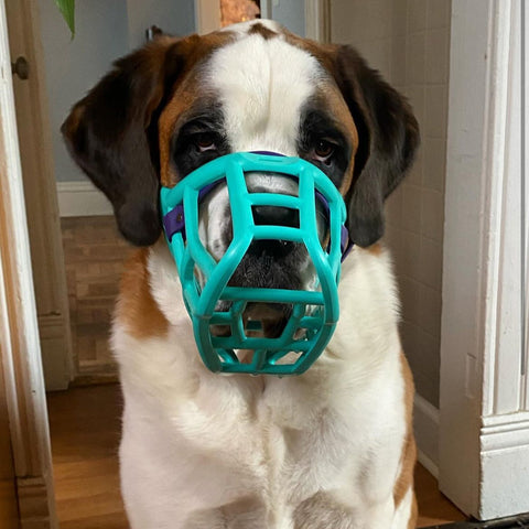 Size Sunny Dog Muzzle- Made to order muzzle with colour customisation