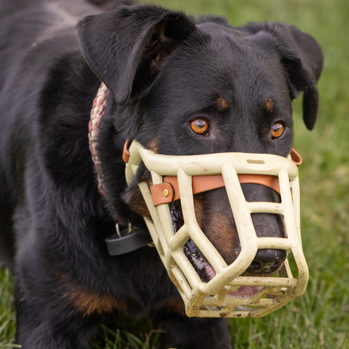 Sunny Muzzle Collar and Lead set