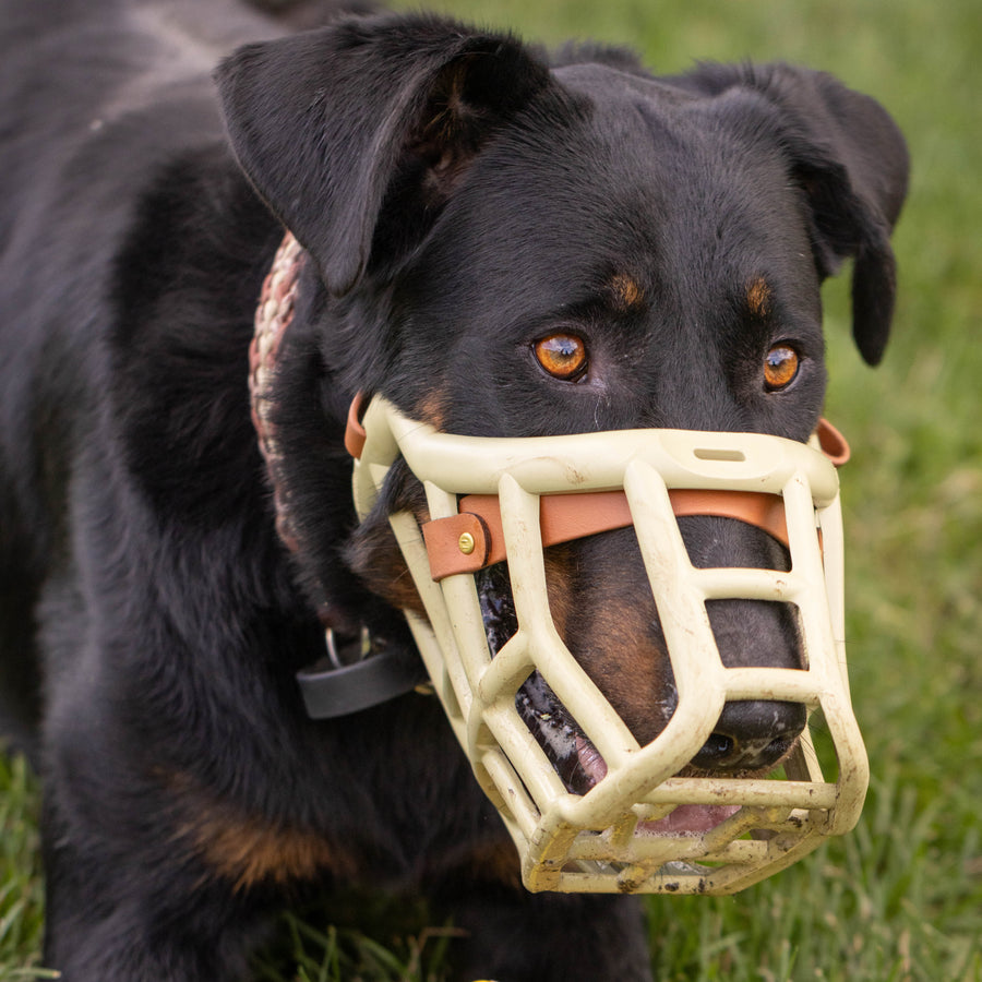 Sunny Muzzle Collar and Lead set