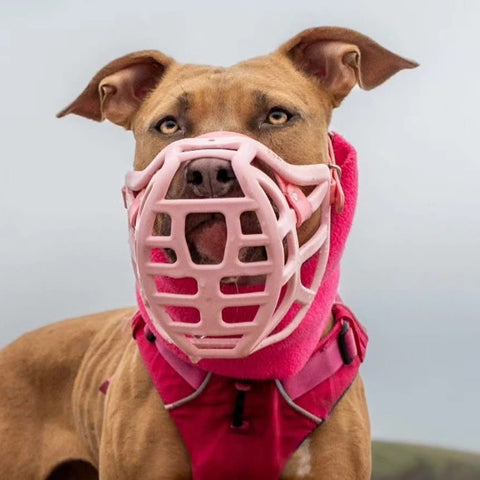 The Muzzle Movement Size Pippa Dog Muzzle for Trade Pre Order - SHIPPING DUE TO START FROM THE 8TH DECEMBER 2025