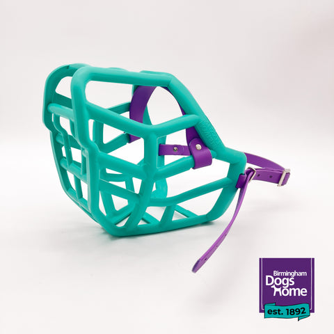 Charity Colour Muzzle – Birmingham Dogs Home - Ready to Ship