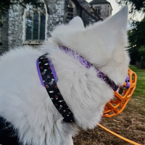 Halloween 2025 – Spookcellent Exclusive Dual Tone Collar