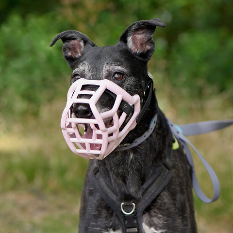 Size Tolly Dog Muzzle - Made to order muzzle with colour customisation