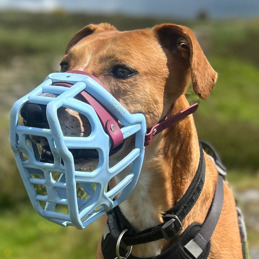 Size Taz Dog Muzzle - Made to order muzzle with colour customisation cbl