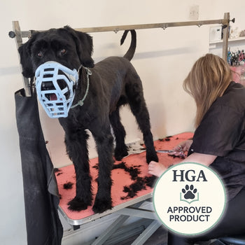 Dog wearing a muzzle during grooming