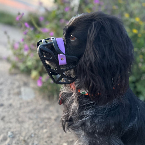 PRE ORDER Size Mia Dog Muzzle - Made to order muzzle with colour customisation (shipping September 2026)