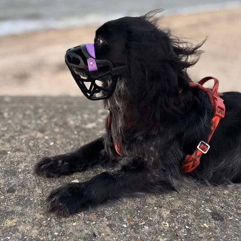 PRE ORDER Size Mia Dog Muzzle - Made to order muzzle with colour customisation (shipping September 2026)