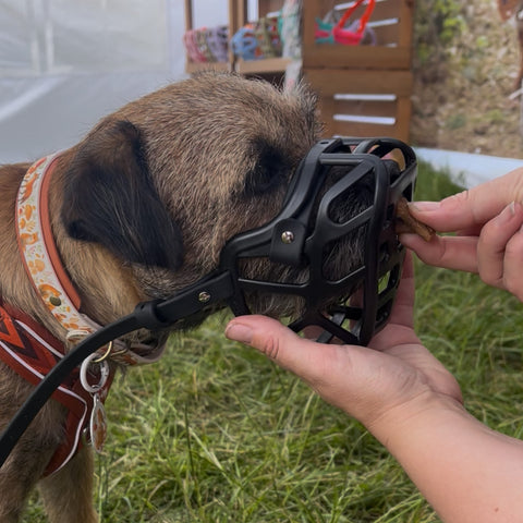 PRE ORDER Size Mia Dog Muzzle - Made to order muzzle with colour customisation (shipping September 2026)