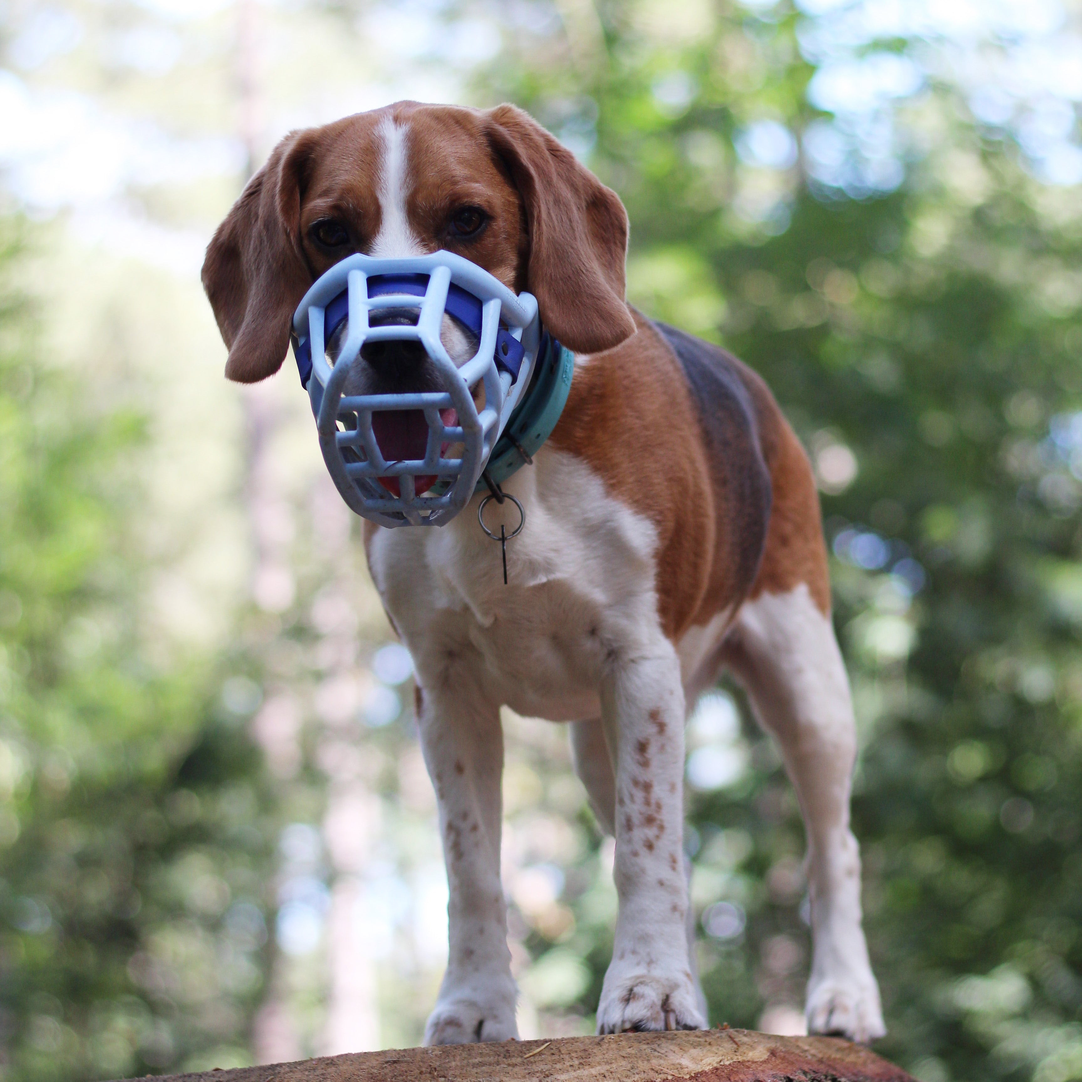 Beagle wearing a blue Muzzle Movement muzzle with dark blue Biothane strapping standing in woodland