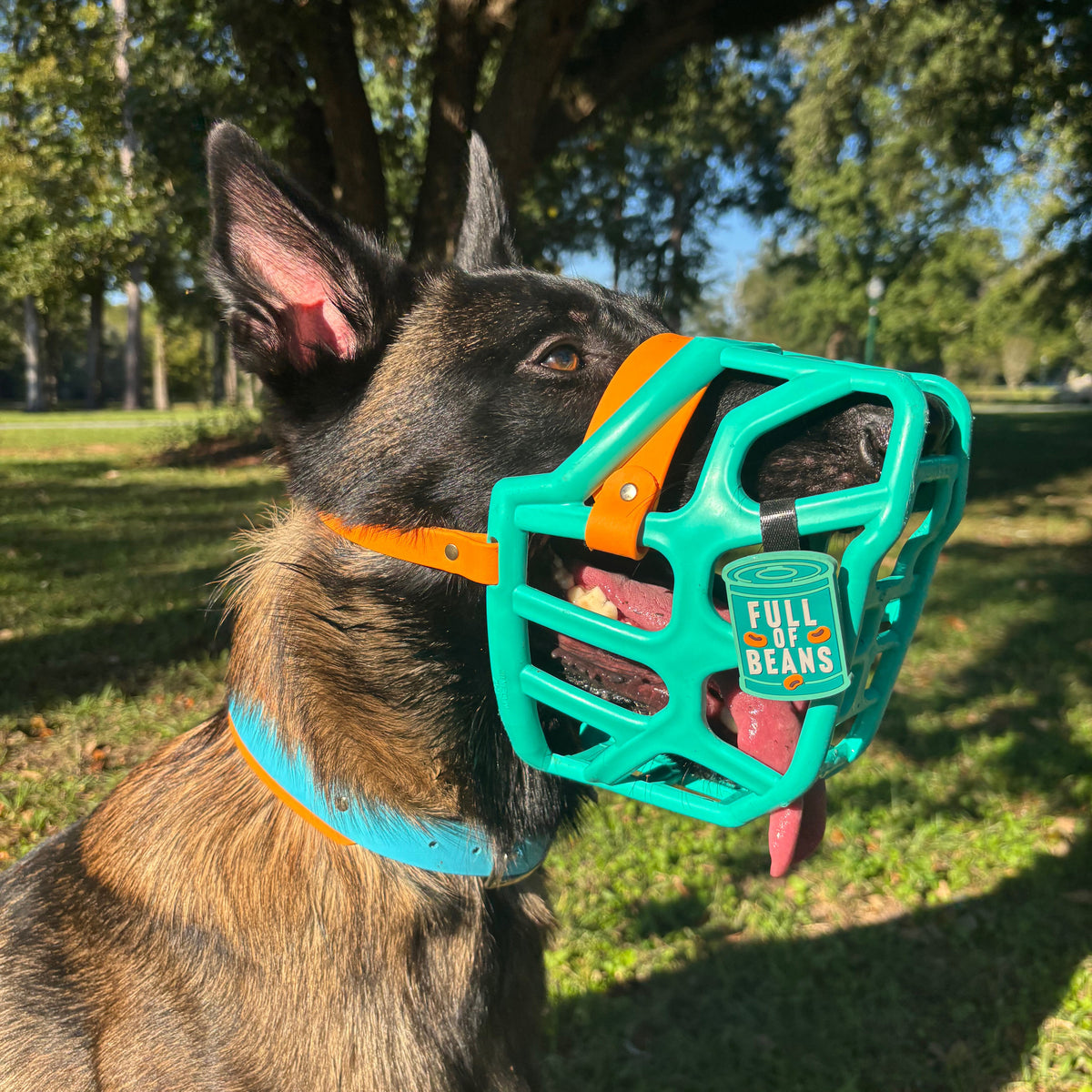 Taz* Muzzle Collar and Lead set