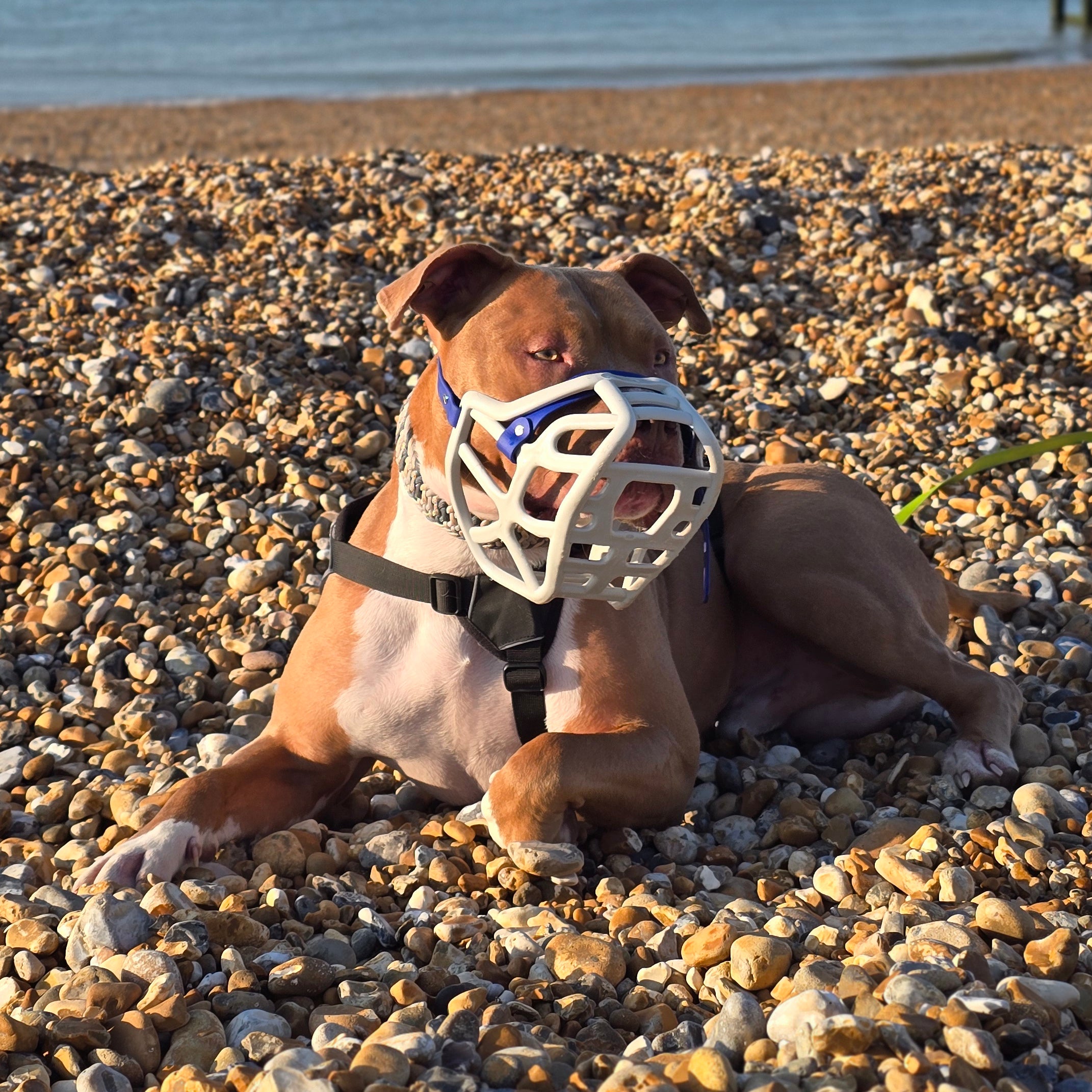 Size Harry 2.0 Dog Muzzle - Made to order muzzle with colour customisa ...