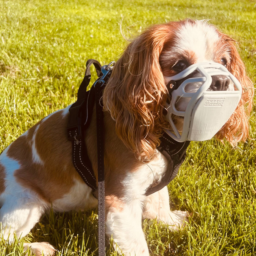 Grey Size Mia Dog Muzzle - Made to order muzzle with colour customisation