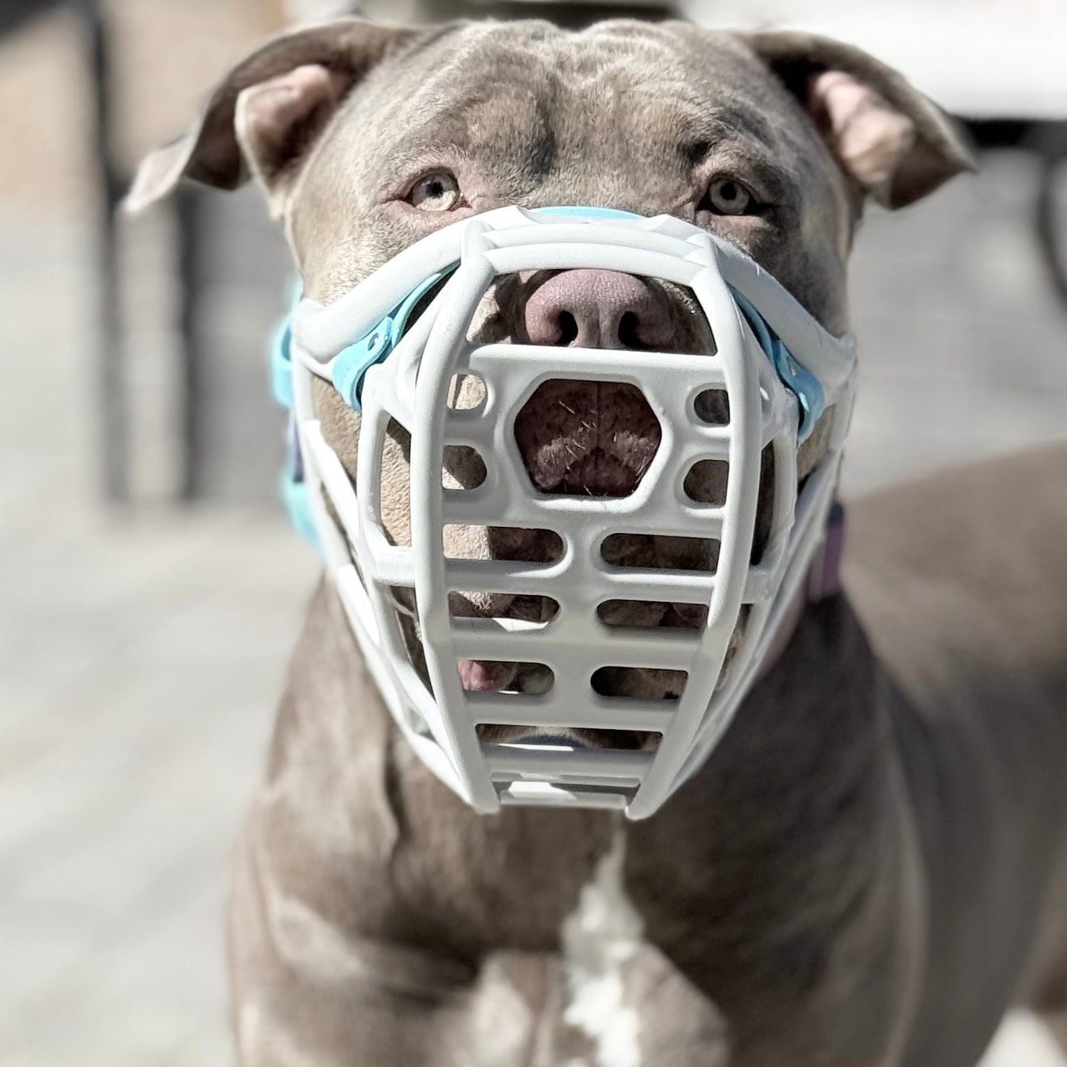 Size Mitzy Dog Muzzle - Made to order muzzle with colour customisation ...